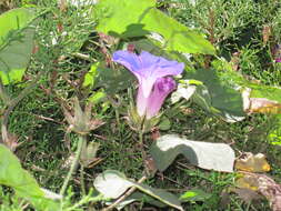 Image of Beach moonflower