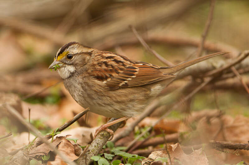 Image of White-throated Sparrow