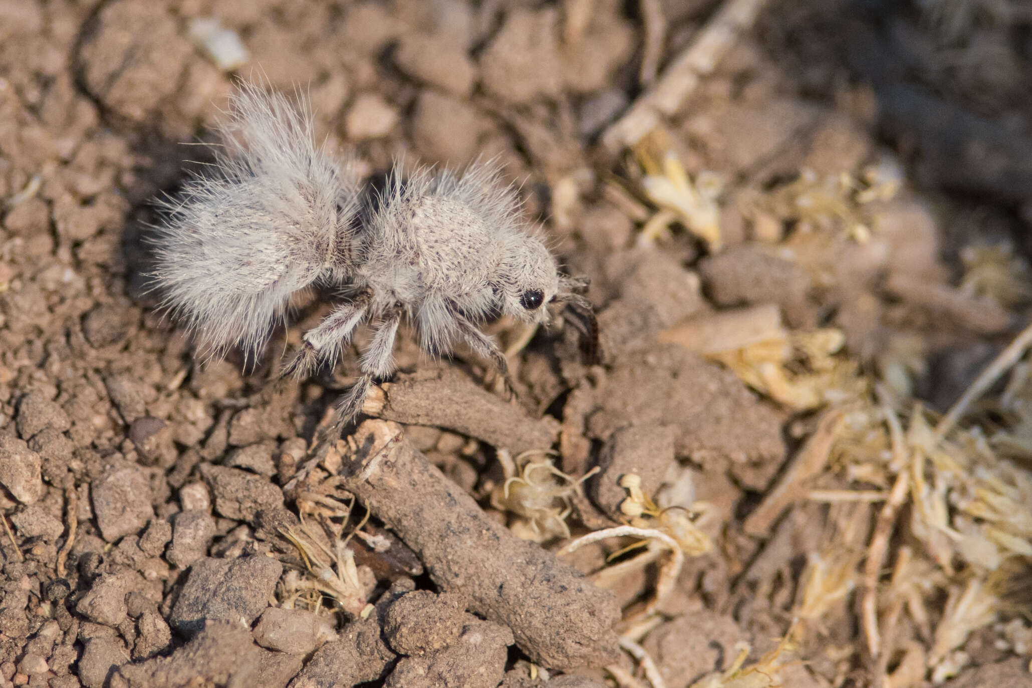 Image of Thistledown Velvet Ant