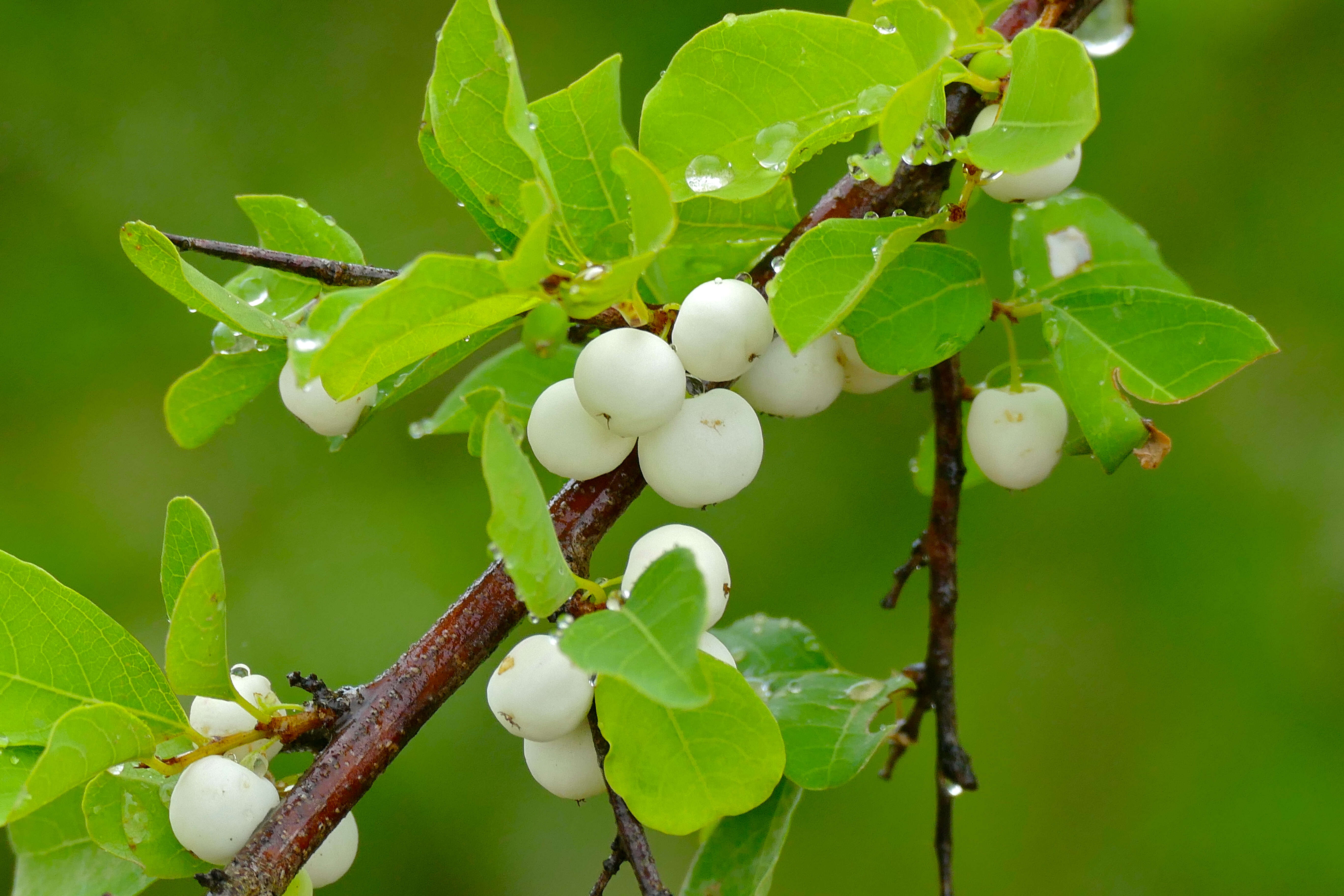 Image of bushweed