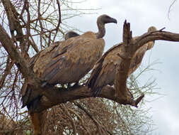 Image of White-backed Vulture