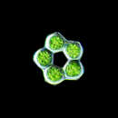 Image of Coelastrum microporum