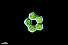 Imagem de Coelastrum microporum
