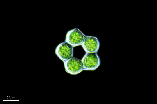 Image of Coelastrum microporum