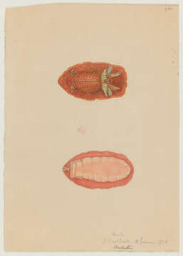 Image of Doris Linnaeus 1758