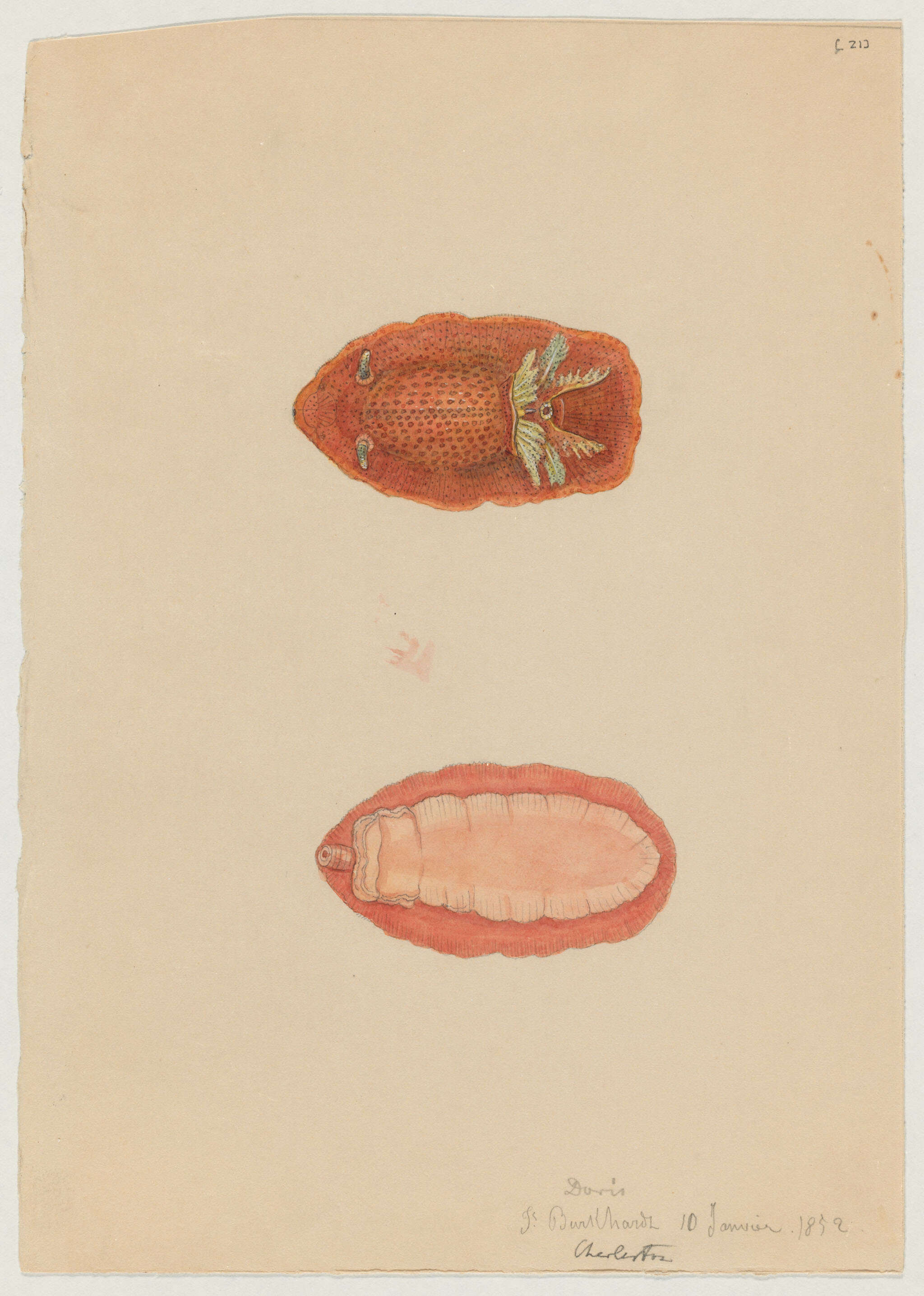 Image of Dorididae Rafinesque 1815