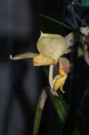 Image of Stanhopea orchid