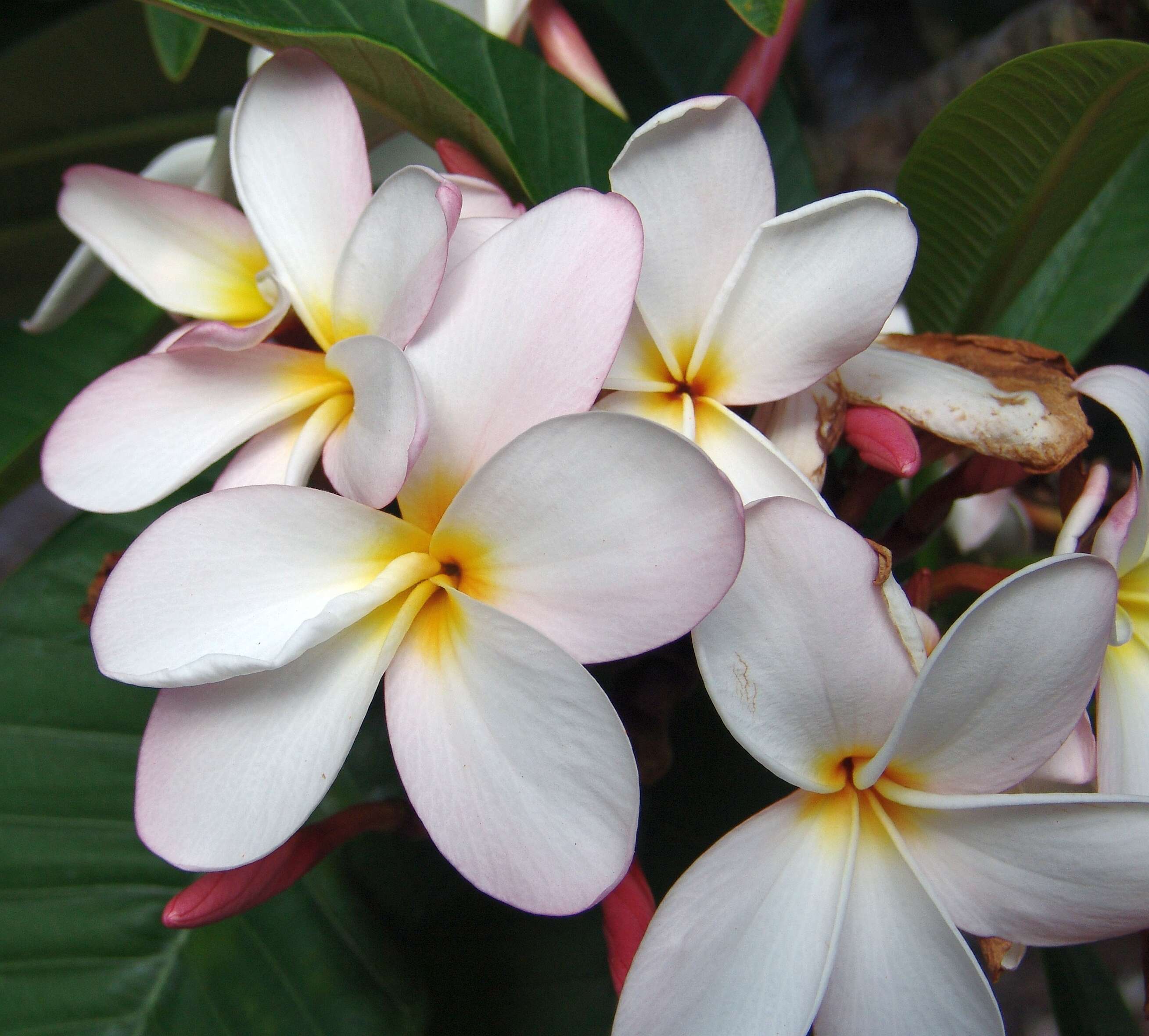 Image of plumeria