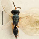 Plancia ëd Sphegigaster truncata Thomson 1878