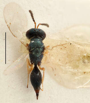 Plancia ëd Sphegigaster truncata Thomson 1878