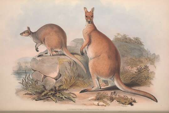 Image of Antilopine Kangaroo