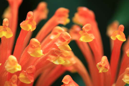 Sivun Scutellaria costaricana H. Wendl. kuva