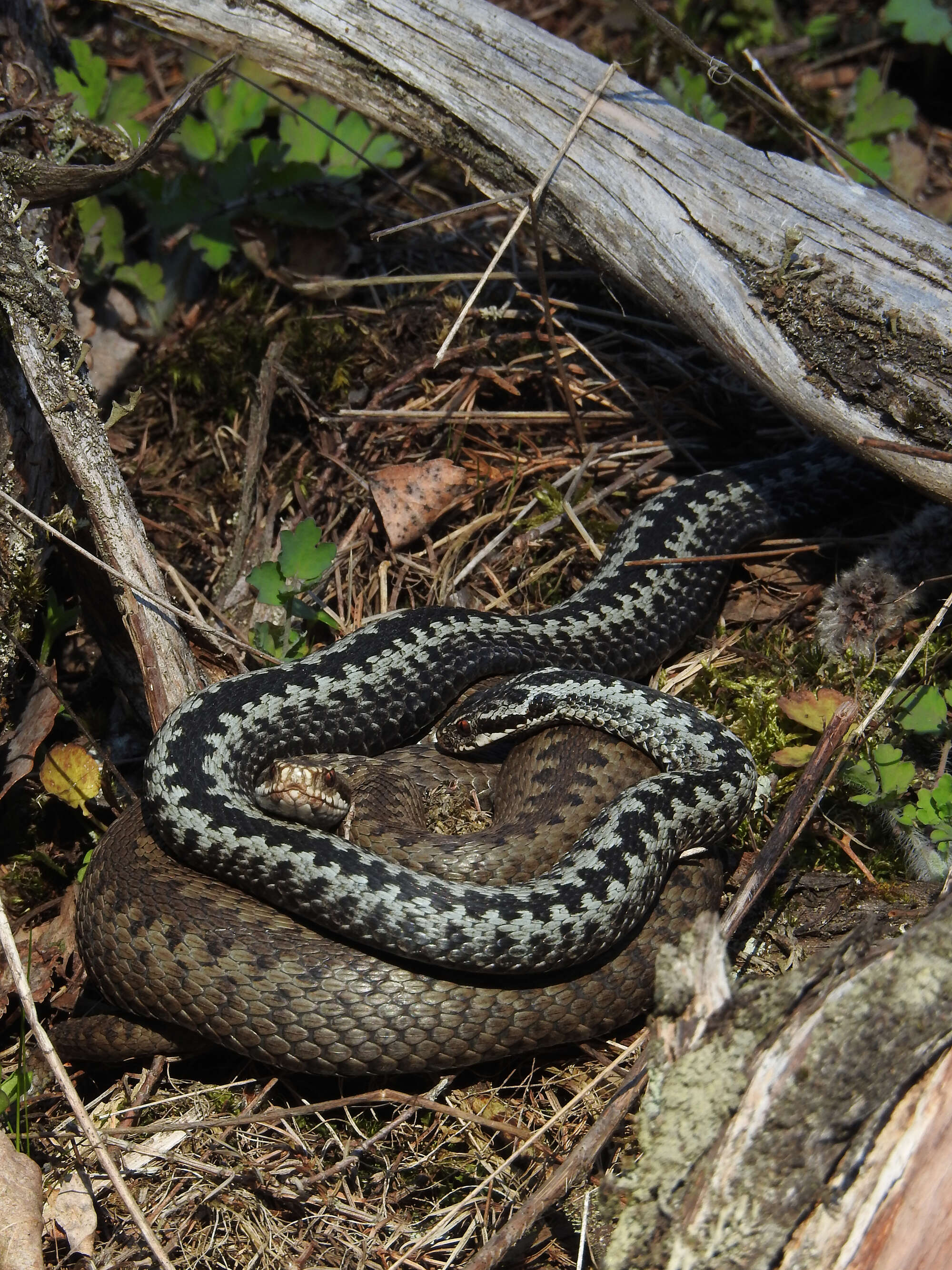 Imagem de Vipera berus (Linnaeus 1758)