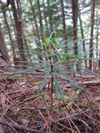 Image of umbrella-pine family