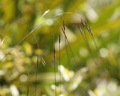 Image of speargrass