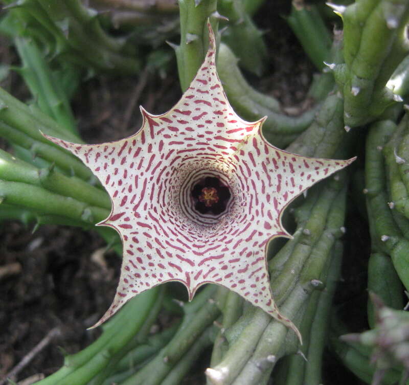 Image of Ceropegia occultiflora Bruyns