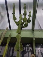 Euphorbia grandialata R. A. Dyer resmi