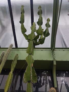 صورة Euphorbia grandialata R. A. Dyer