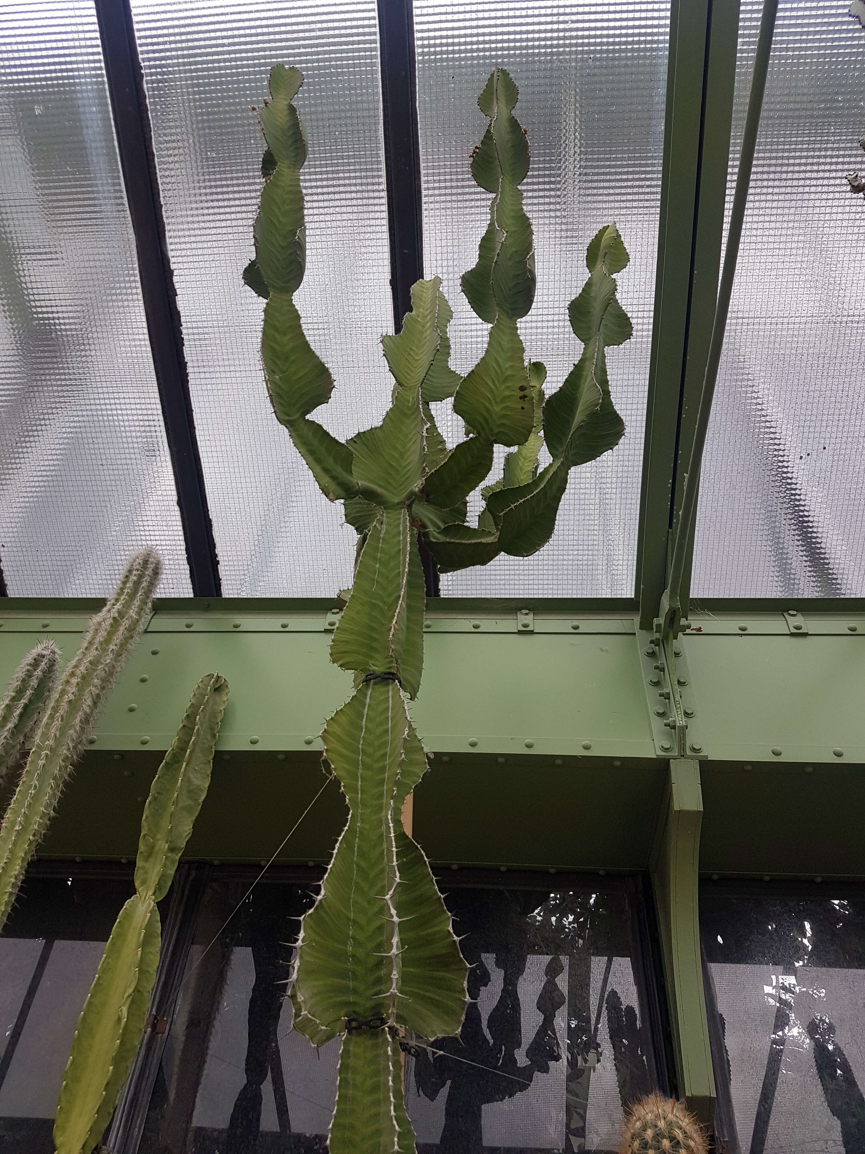 Image of Euphorbia grandialata R. A. Dyer