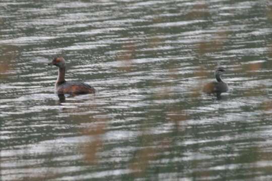 Image of Horned Grebe