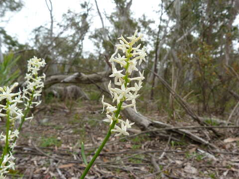 Image of Magnoliophyta