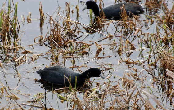 Image of Fulica Linnaeus 1758