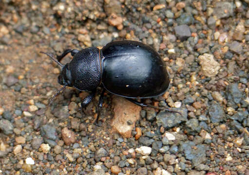 Image of Ocnodes (Ocnodes) scrobicollis Fåhraeus 1870