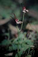 Image of Rabbit orchid