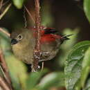 Image of Red-faced Crimsonwing