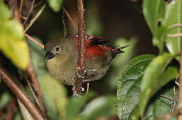 Image of Crimsonwing