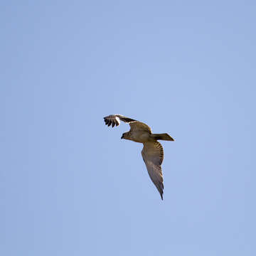 Image of Short-toed Eagle