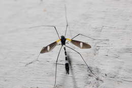 Image of limoniid crane flies