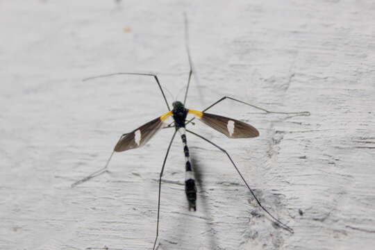 Image of limoniid crane flies