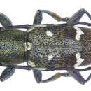 Image of Parastesilea scutellaris (Pascoe 1865)