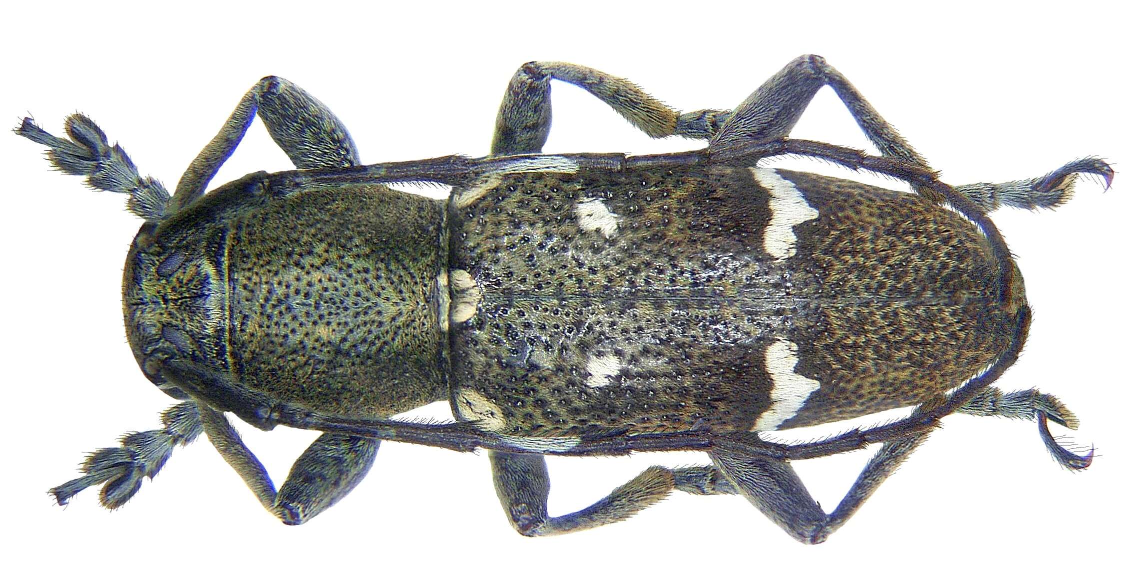 Image of Parastesilea