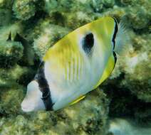 Image of Limespot Butterflyfish