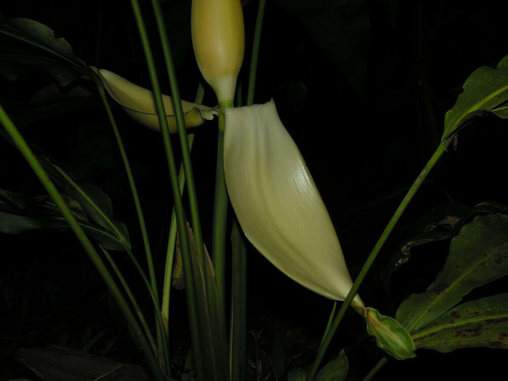 Image of Cyclanthus