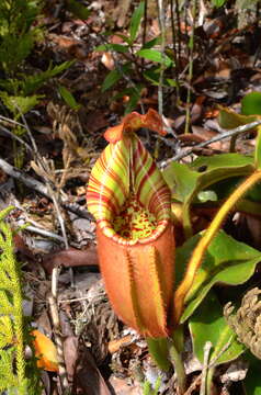 Image of Pitcher plant