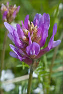 Image of Astragalus onobrychis L.