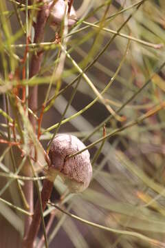 Imagem de Hakea rostrata F. Müll.