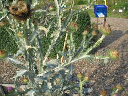 Image of cottonthistle