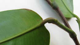 Image of Philodendron surinamense (Miq.) Engl.