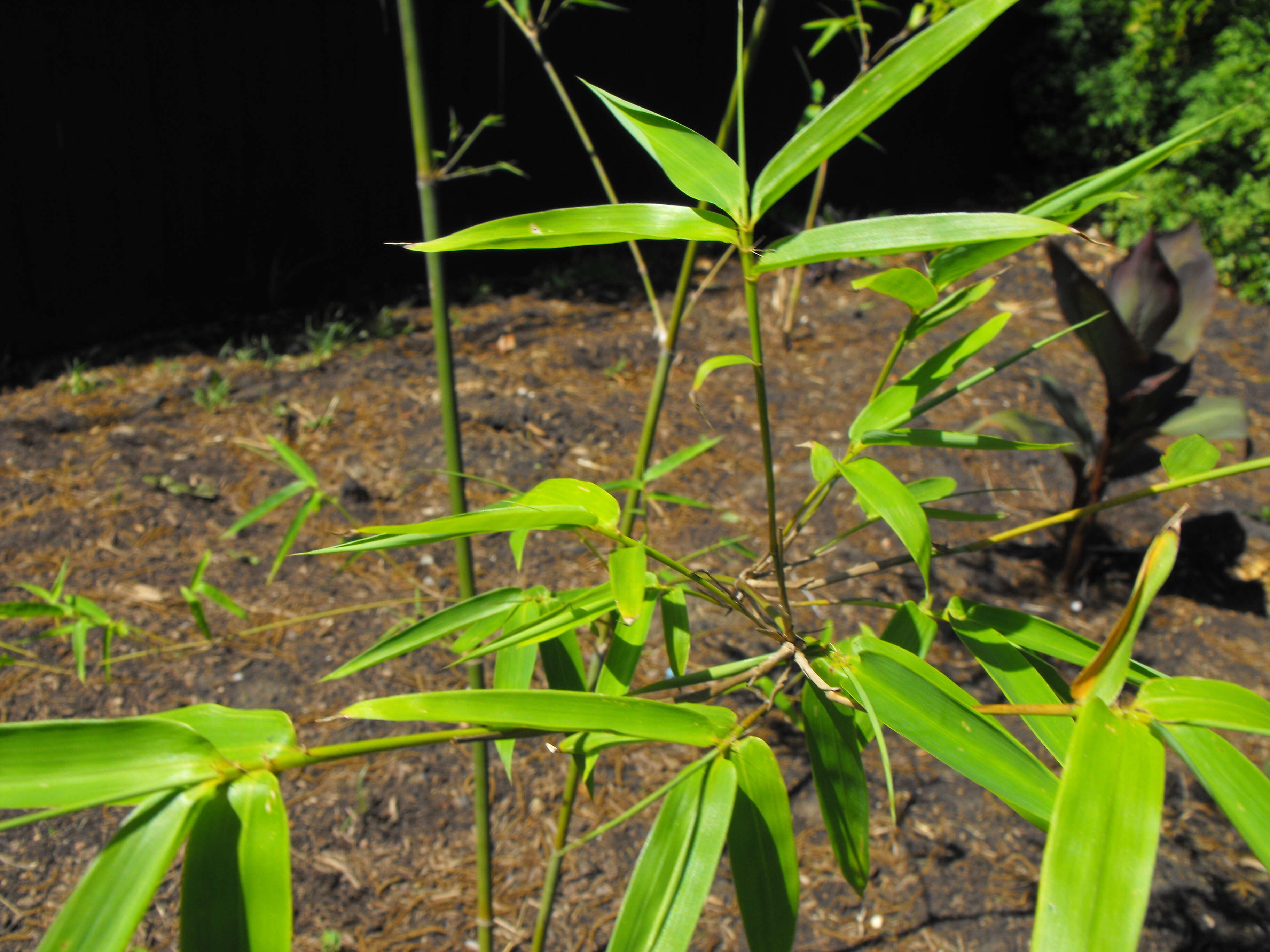 Image of bamboo