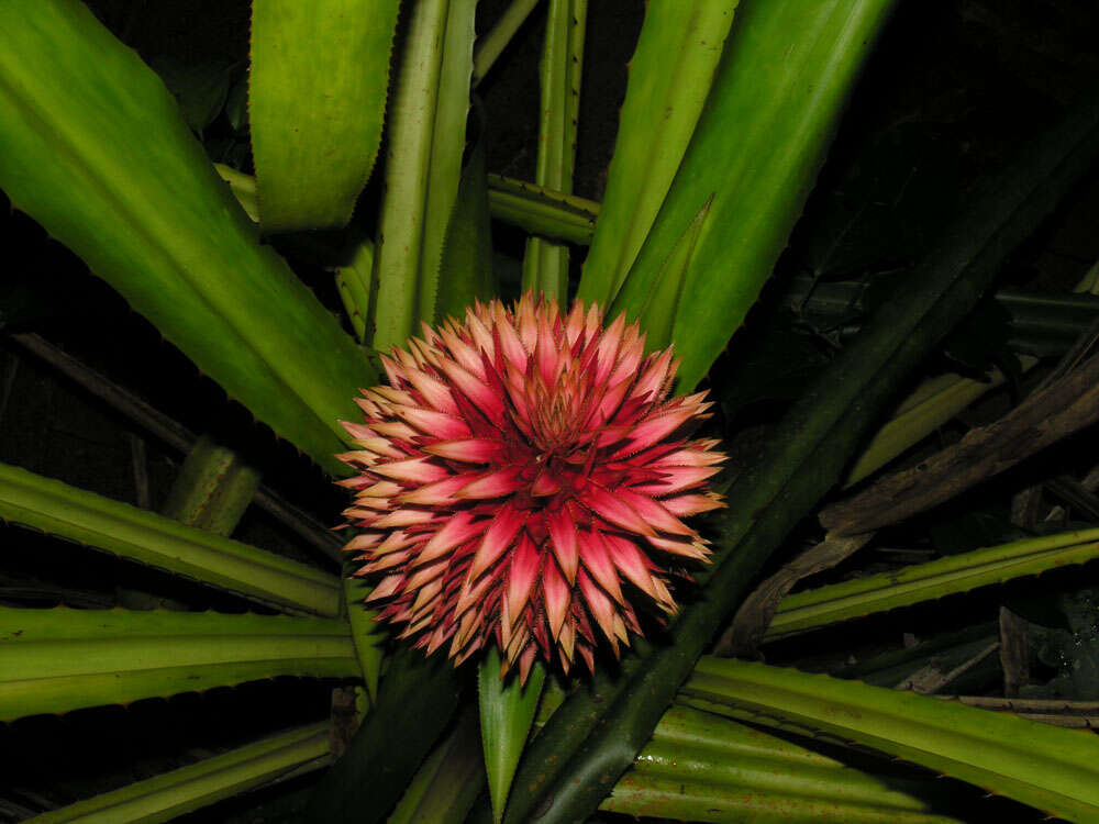 Image of Aechmea magdalenae (André) André ex Baker