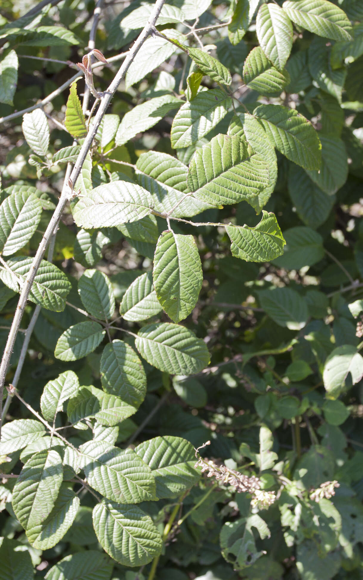 صورة Alnus acuminata Kunth