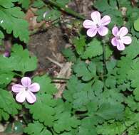 Image of geranium