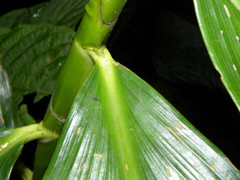 Image of Costus plicatus Maas