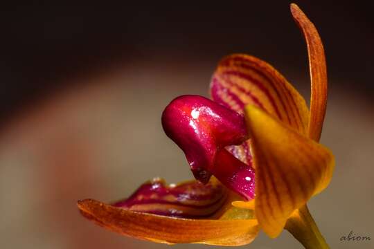 Image of Bulbophyllum pustulatum Ridl.