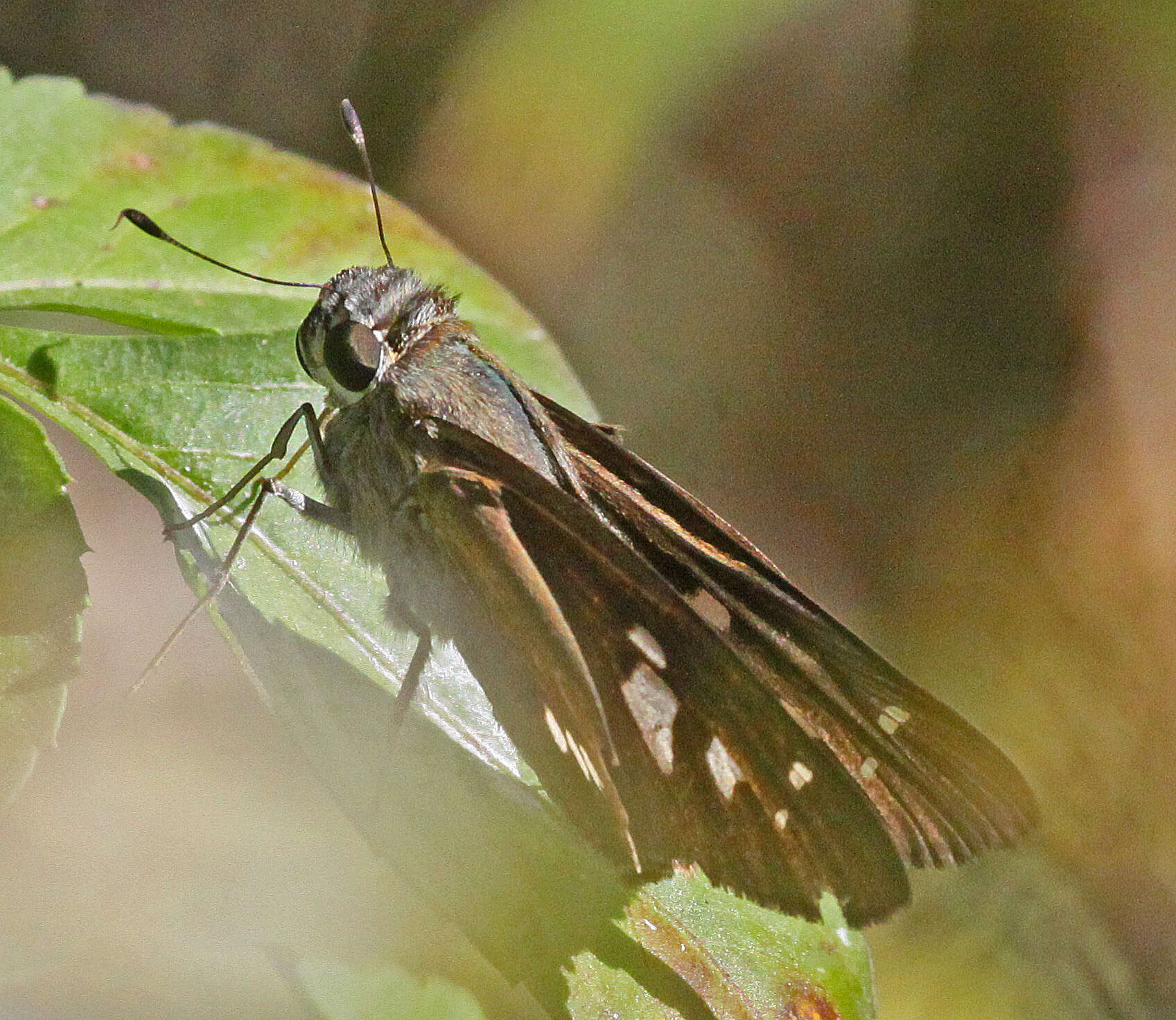 Image of Brazilian skipper