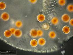 Image of Globe Algae